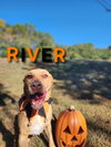 River - CCHS - Photo 2