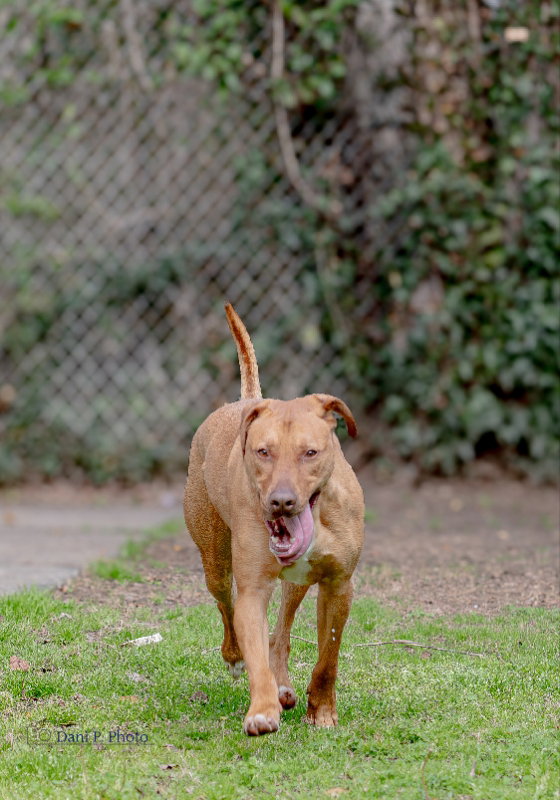 Rhodesian Ridgeback