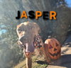 Jasper - CCHS - Photo 3