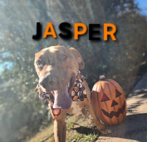 Jasper - CCHS