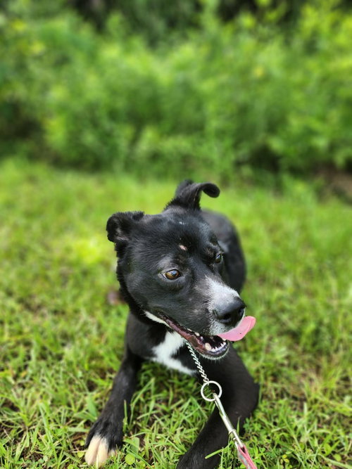 picture of the dog needing adoption