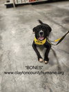 Bones - CCHS - Photo 7