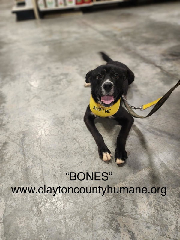 Bones - CCHS