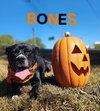 Bones - CCHS - Photo 1
