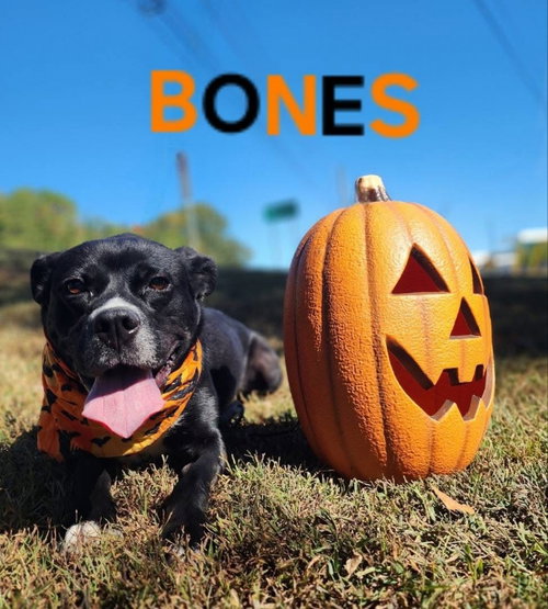 BONES - CCHS - Labrador Retriever available for adoption