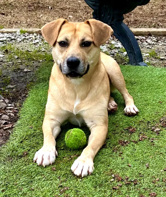 Stacey - Cchs - Labrador Retriever