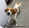 Toby - CCHS - Photo 2