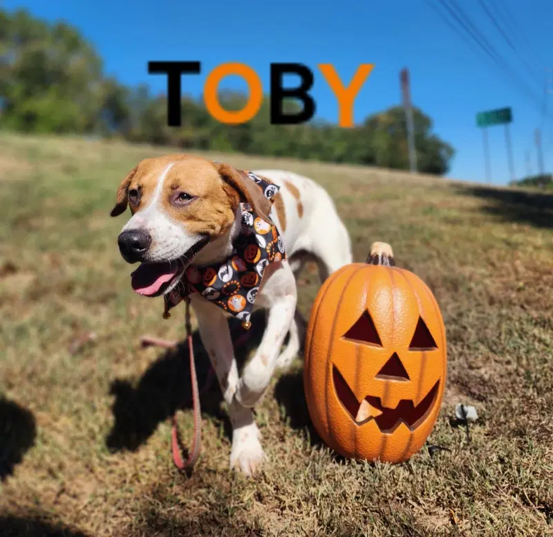 Toby - Cchs - Great Pyrenees