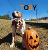 Toby - CCHS - Photo 3