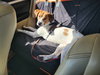 Toby - CCHS - Photo 4