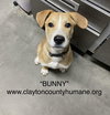 Bunny - CCHS - Photo 6