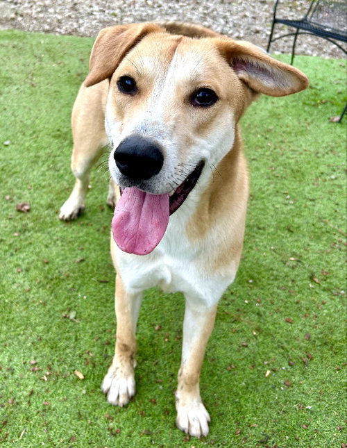 BUNNY - CCHS - Labrador Retriever / Terrier available for adoption