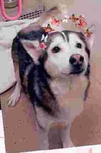 picture of the dog needing adoption