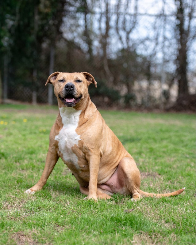 Pit Bull