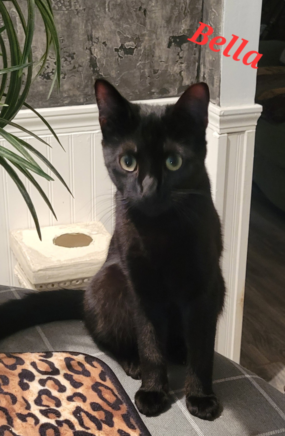 Bella -CP Image