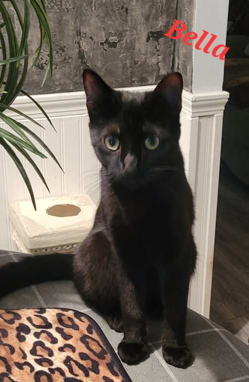 picture of the cat needing adoption