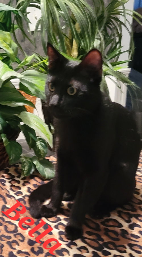 BELLA -CP - Domestic Long Hair available for adoption