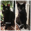 Bella -CP - Photo 4