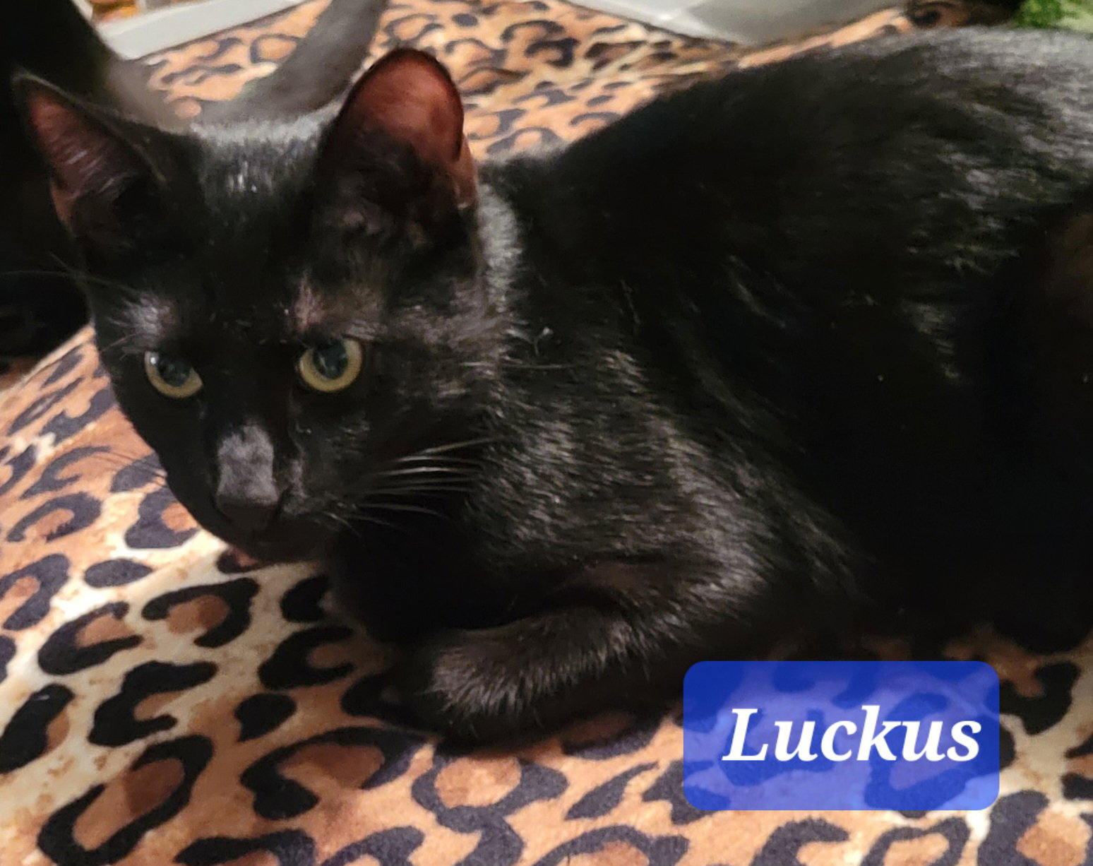 Luckus - CP Image