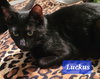 Luckus - CP - Photo 1