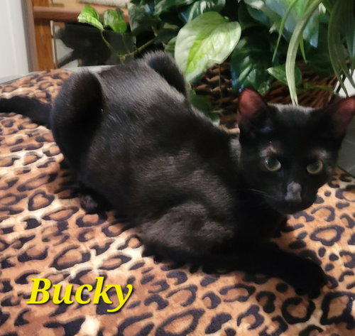picture of the cat needing adoption