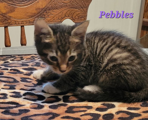 PEBBLES - CP - Tabby available for adoption
