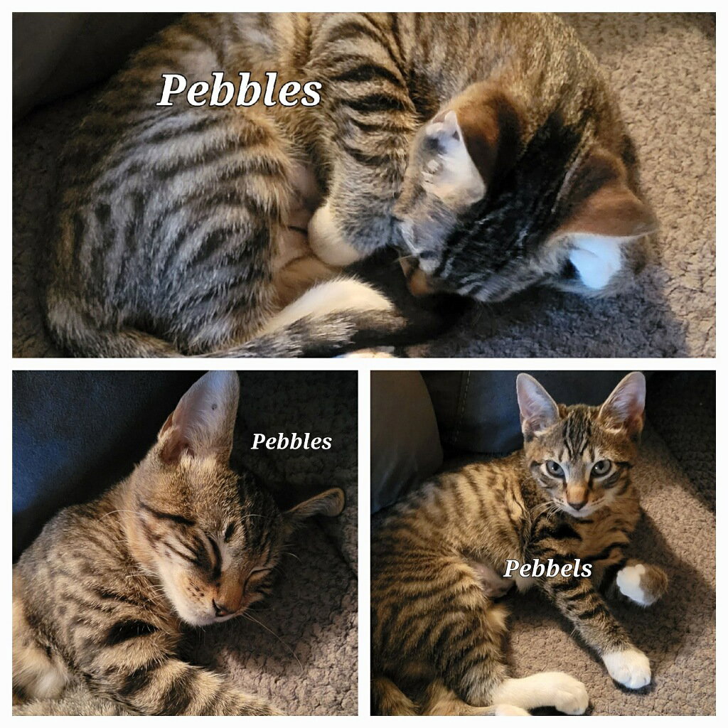 Pebbles - CP Image