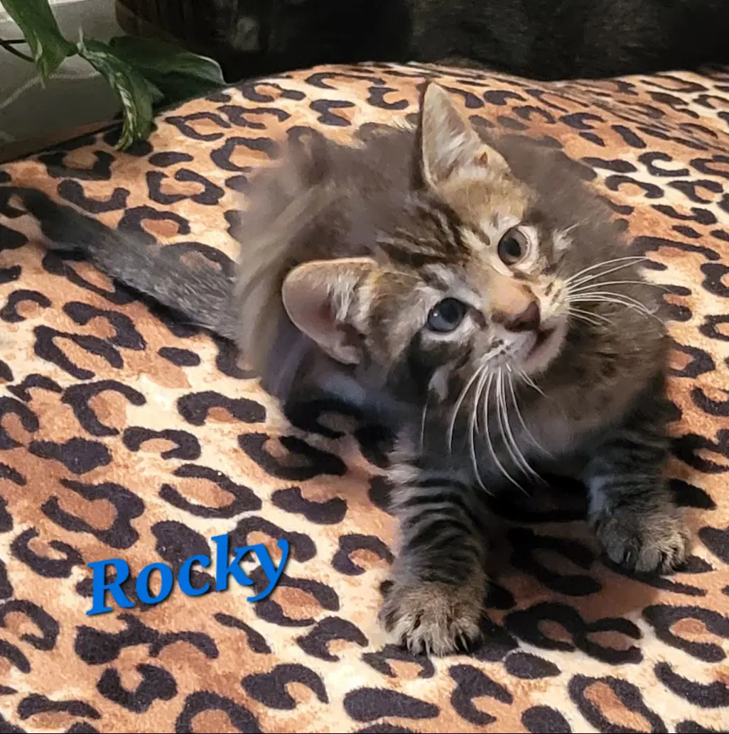 Rocky image 2