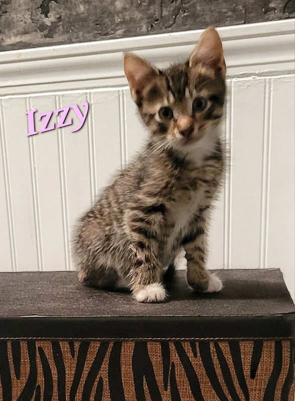 Izzy - CP