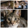 Izzy - CP - Photo 1
