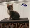 Jolt - CP - Photo 2