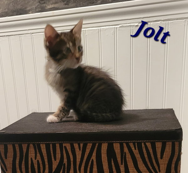 Jolt - CP