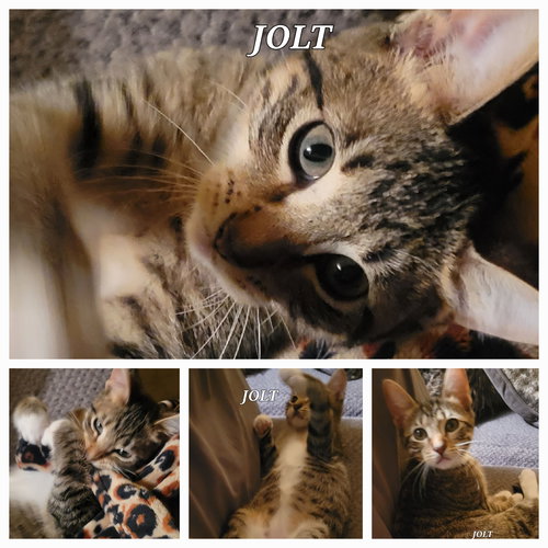 picture of the cat needing adoption