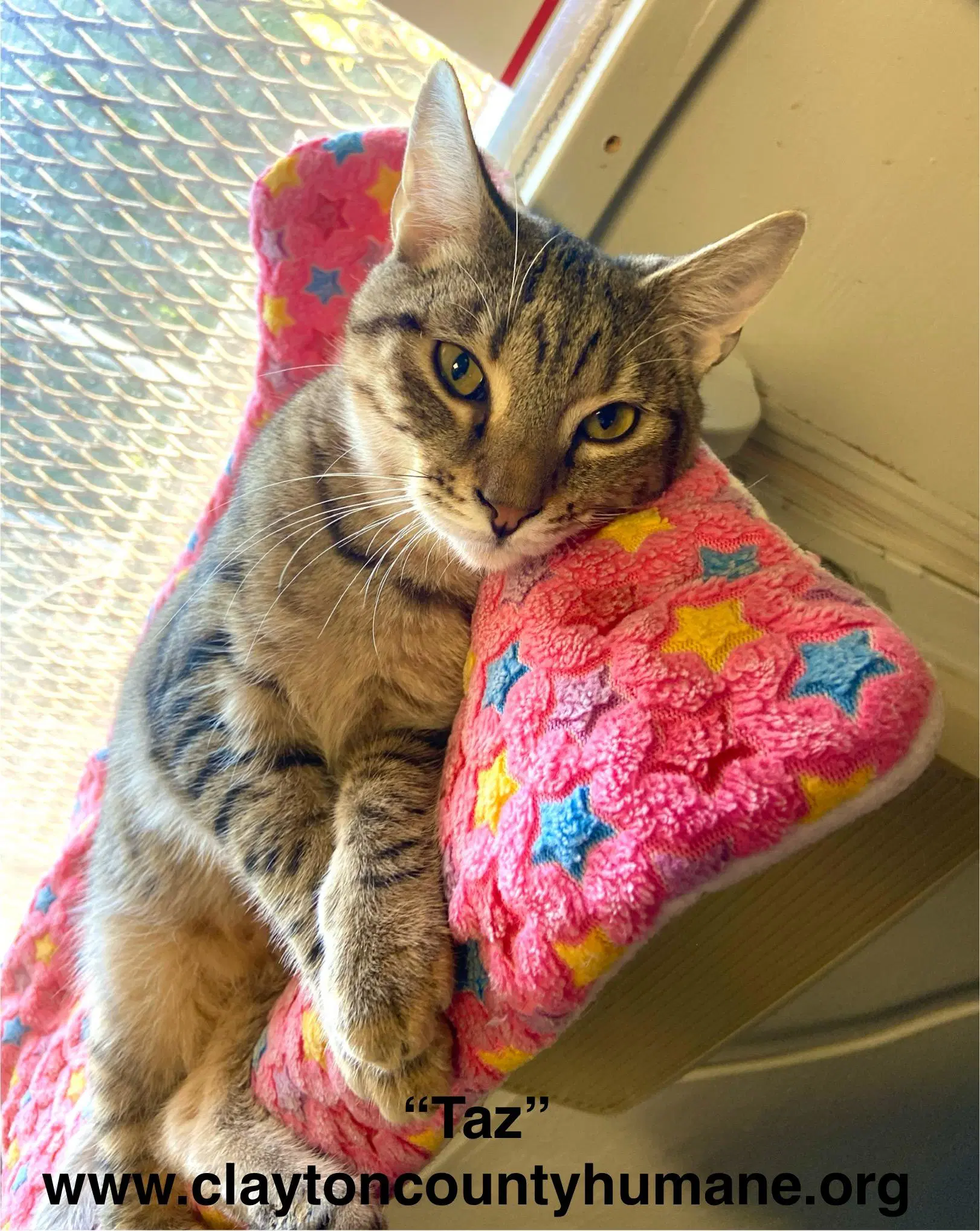 Taz image 2