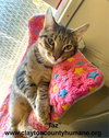 Taz- CCHS - Photo 4