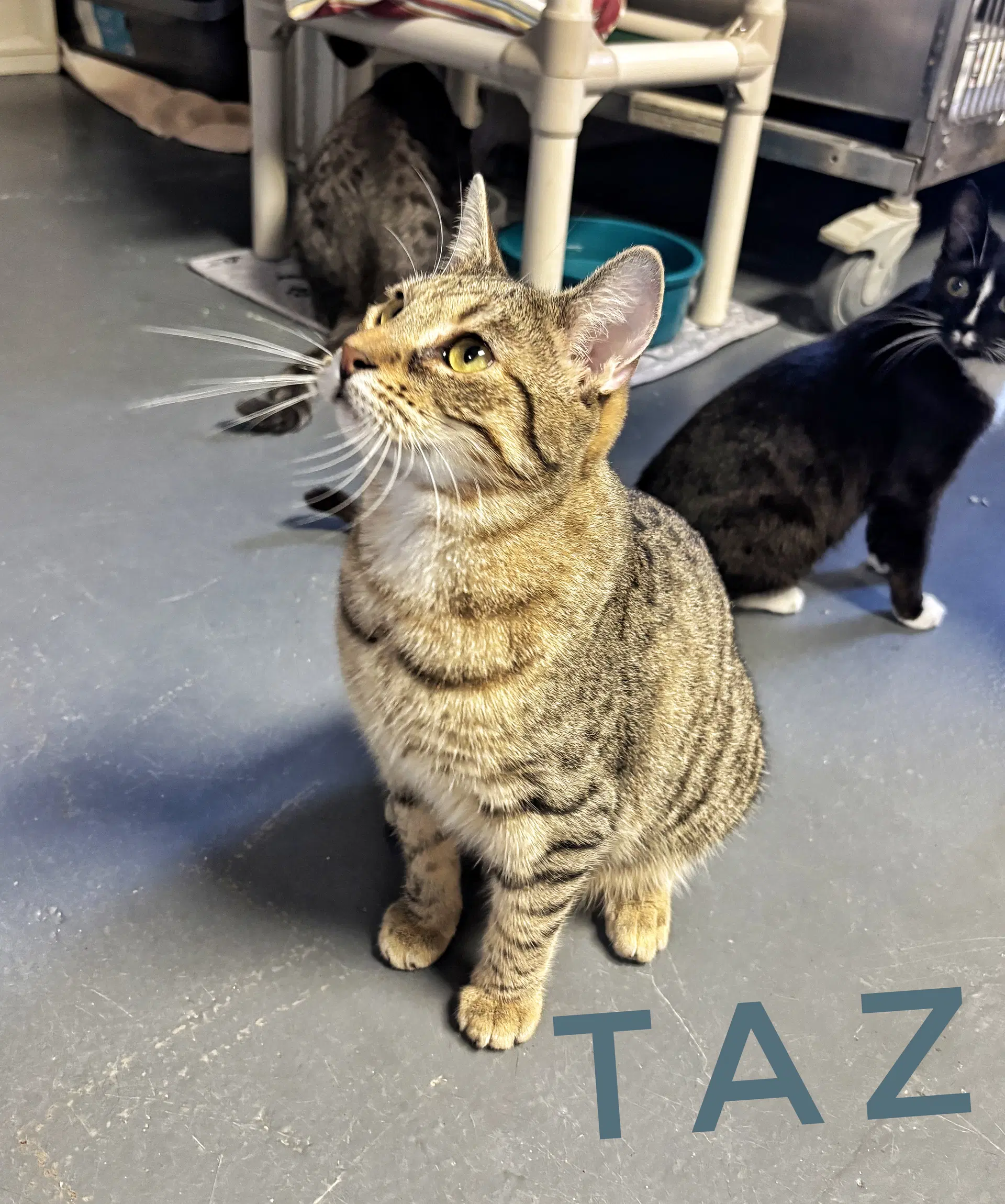 Taz image 3