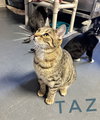 Taz- CCHS - Photo 3