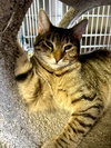 Taz- CCHS - Photo 1