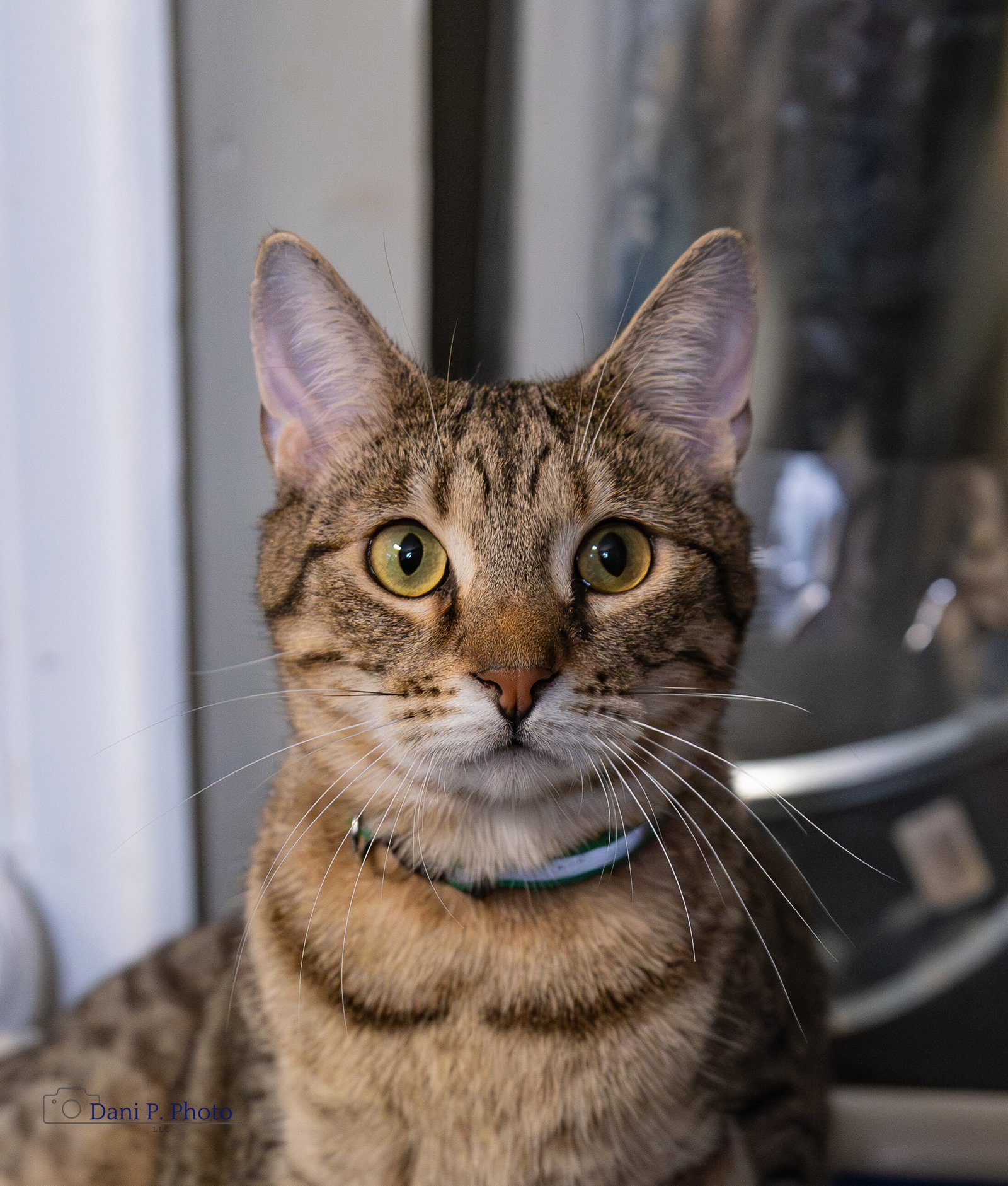 Taz- CCHS