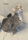 Twister - CCHS - Photo 2
