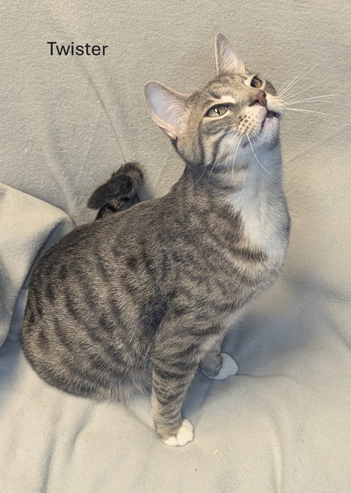 TWISTER - CCHS - Tabby available for adoption