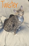Twister - CCHS - Photo 4