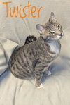 Twister - CCHS - Photo 5