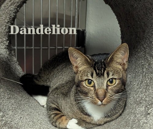 DANDELION-CCHS - Abyssinian / Domestic Medium Hair available for adoption