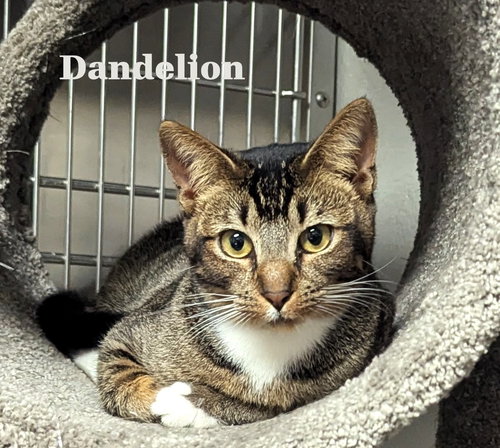 DANDELION-CCHS - Abyssinian / Domestic Medium Hair available for adoption