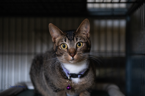 Dandelion-CCHS, Young Abyssinian / Domestic Medium Hair / Mixed (short coat), cat for adoption in Marietta, Georgia