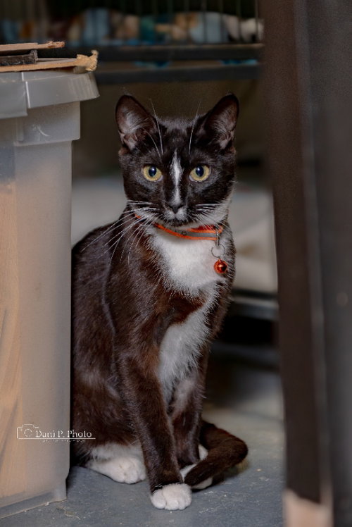 Zorro- CCHS, an adoptable Tuxedo in Locust Grove, GA