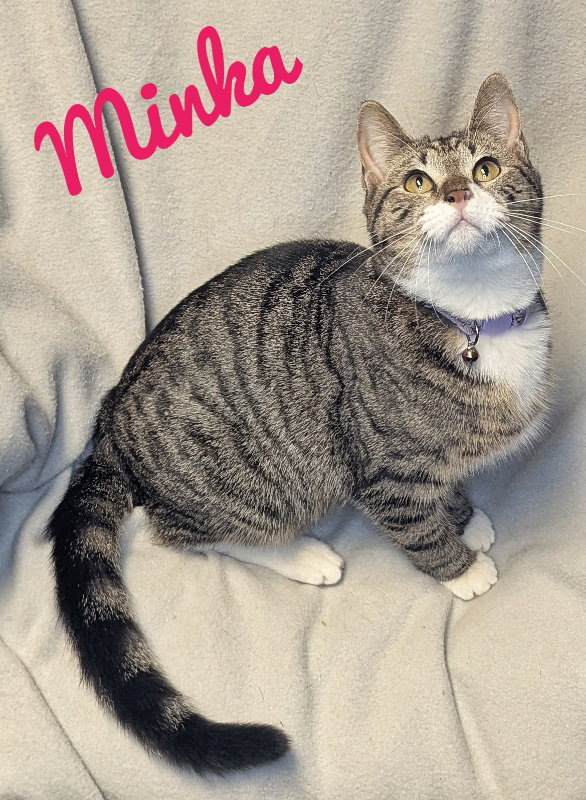 Minka - CCHS Image
