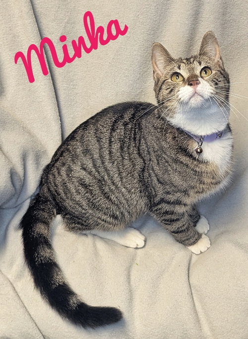 MINKA - CCHS - Tabby available for adoption