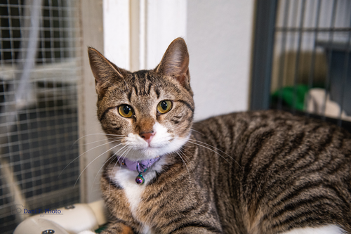 Minka - CCHS, Young Tabby / Mixed (short coat), cat for adoption in Marietta, Georgia